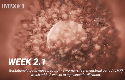 Window to the Womb: 9 months, 1 minute