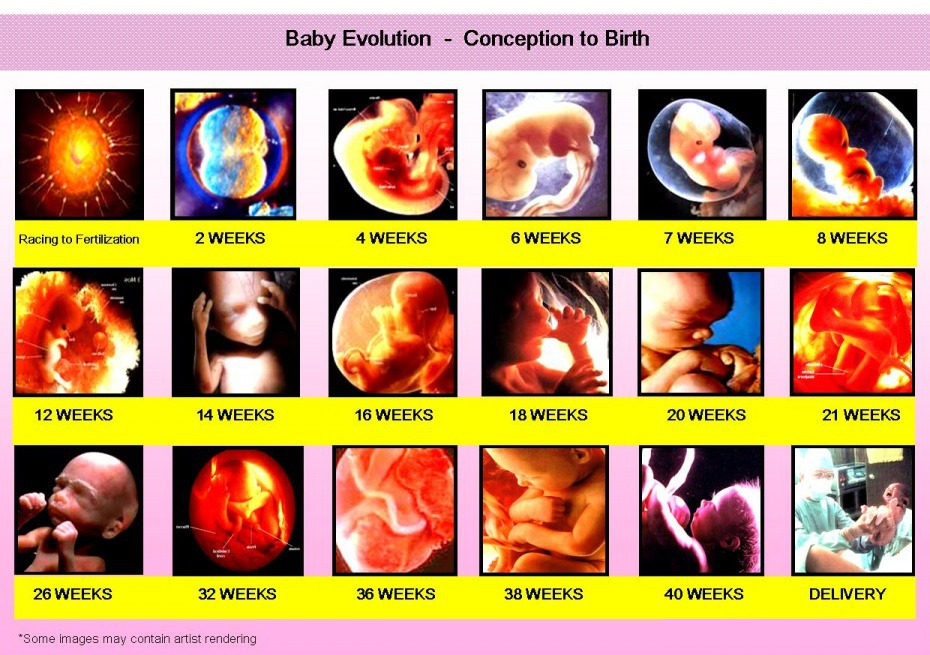 child development stages in the womb